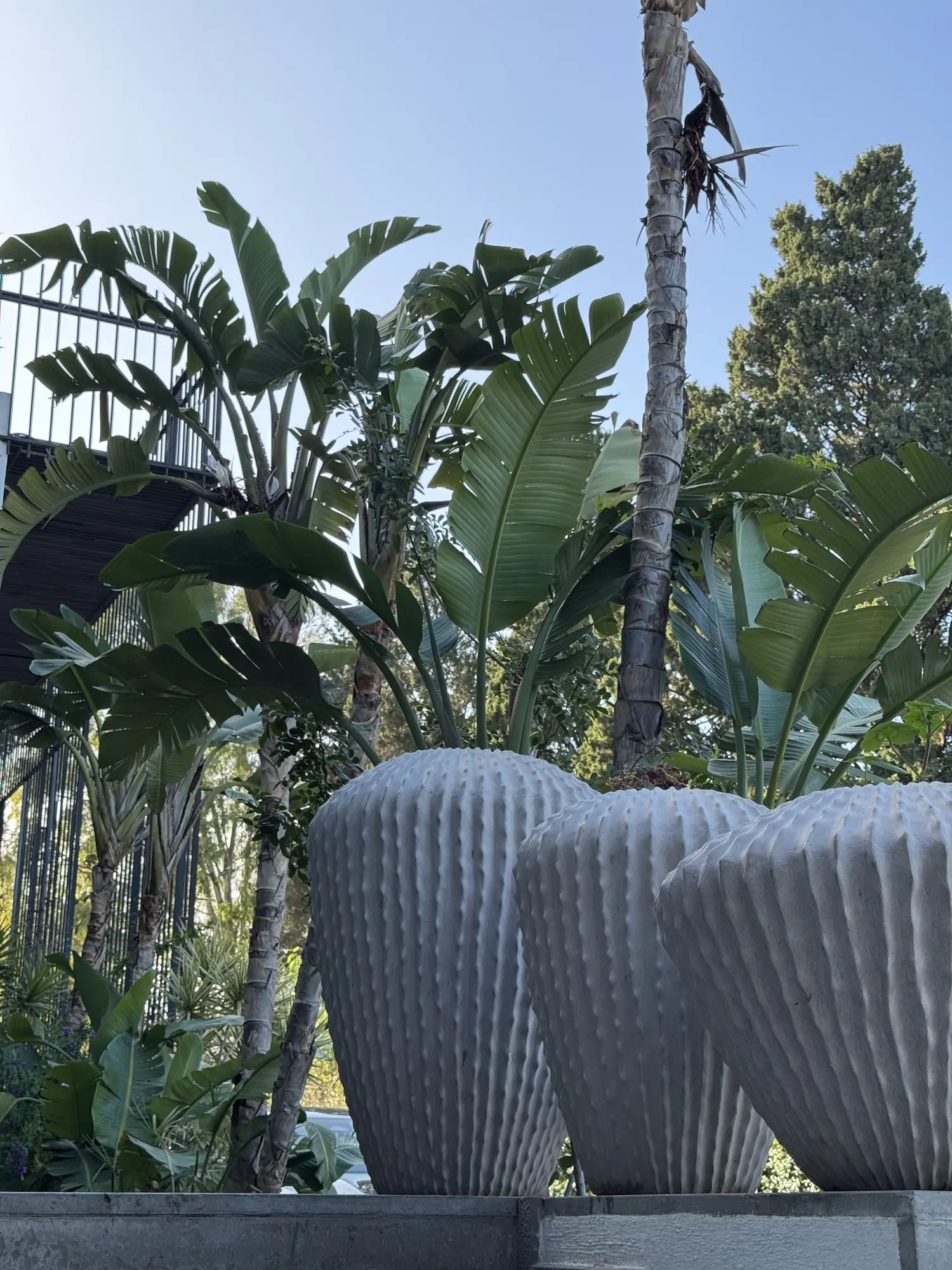 Three tall fluted white urns in front of bird-of-paradise plants and a palm, at the entrance to Villa Didon